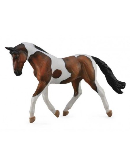 COLLECTA - PINTO MARE BAHIA