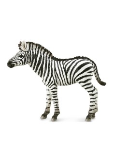 COLLECTA - POTRO CEBRA